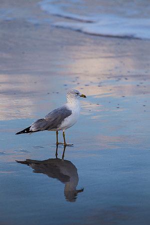 Amelia Island Florida