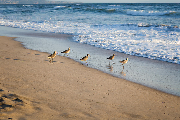 El Porto Beach California